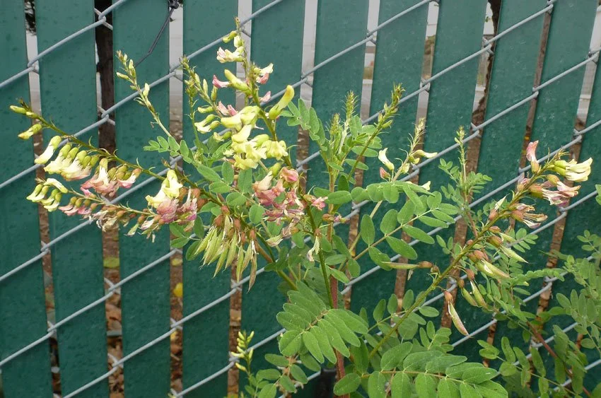 history and benefits of astragalus — Misty Day Plant Potions