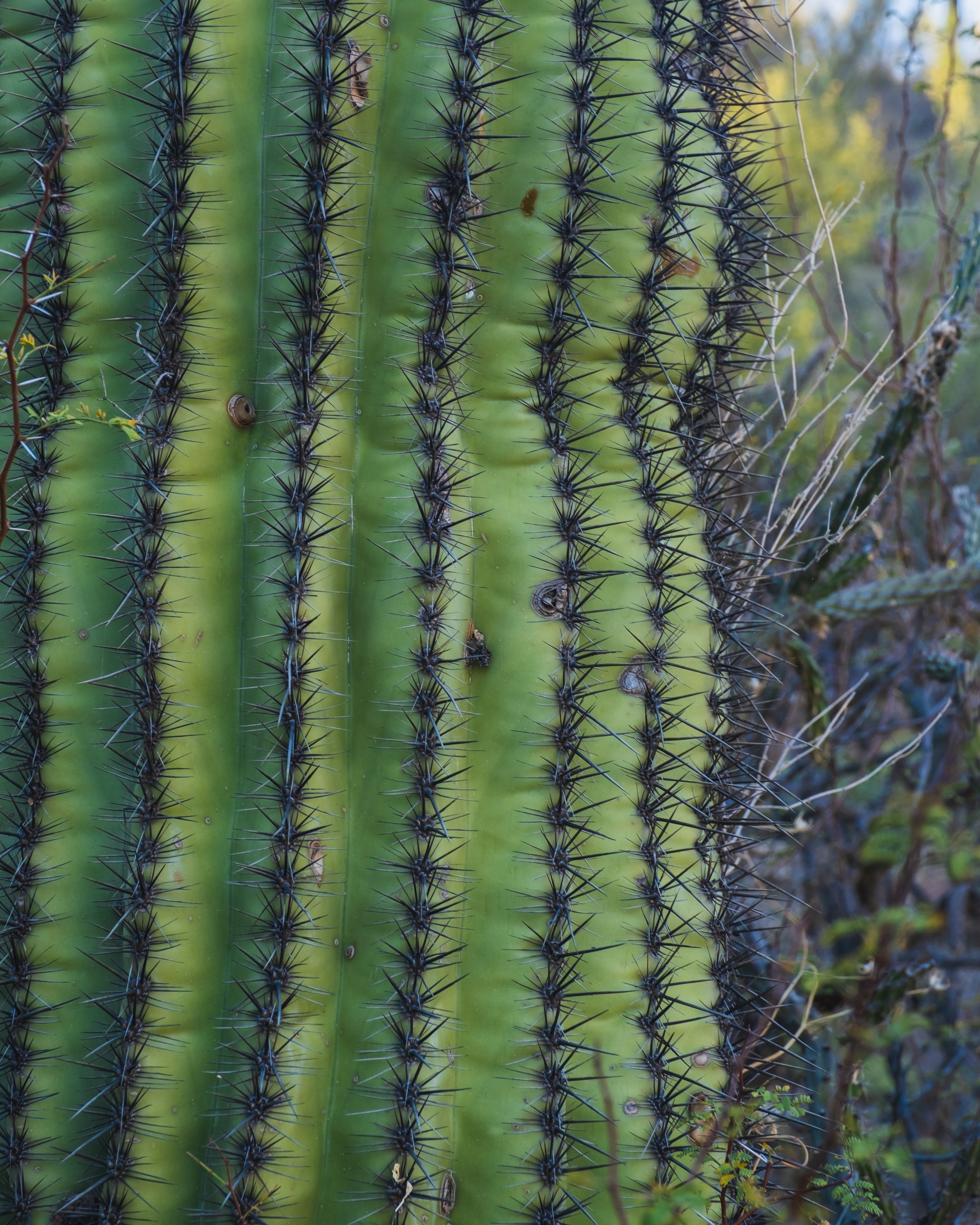 DSCF2423.jpg