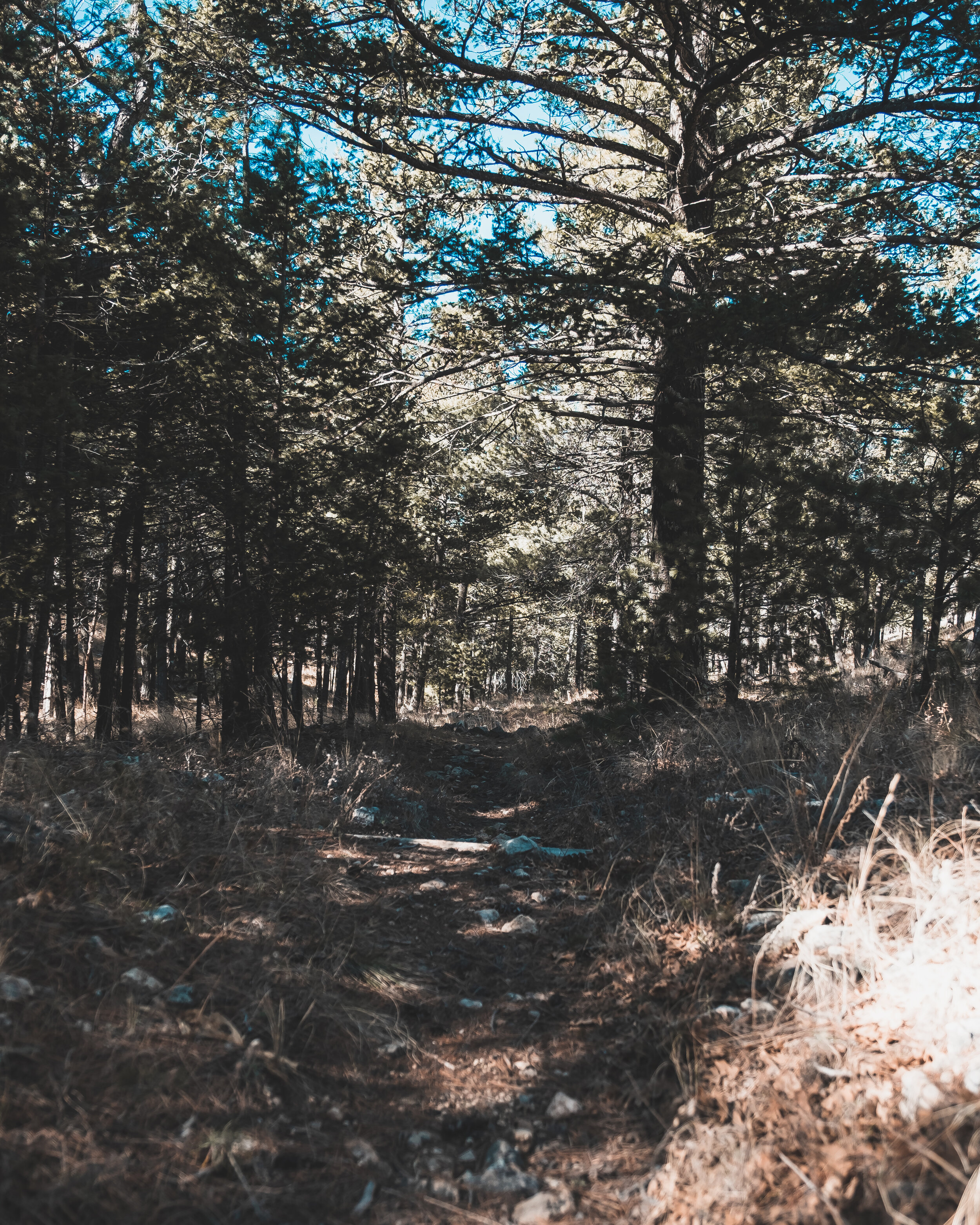DSCF6675.jpg