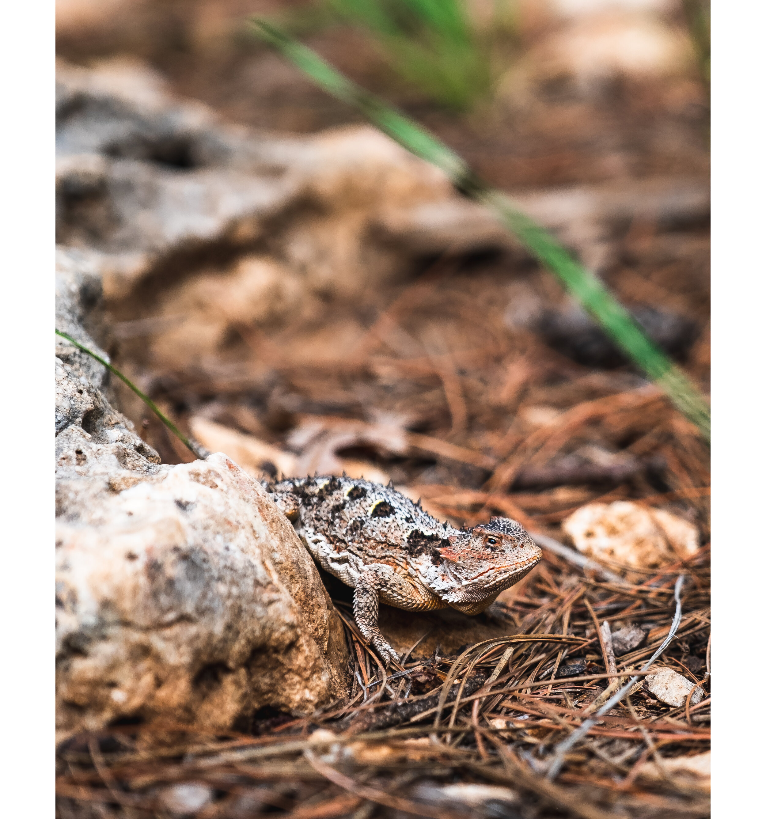 DSCF2517-Edit.jpg