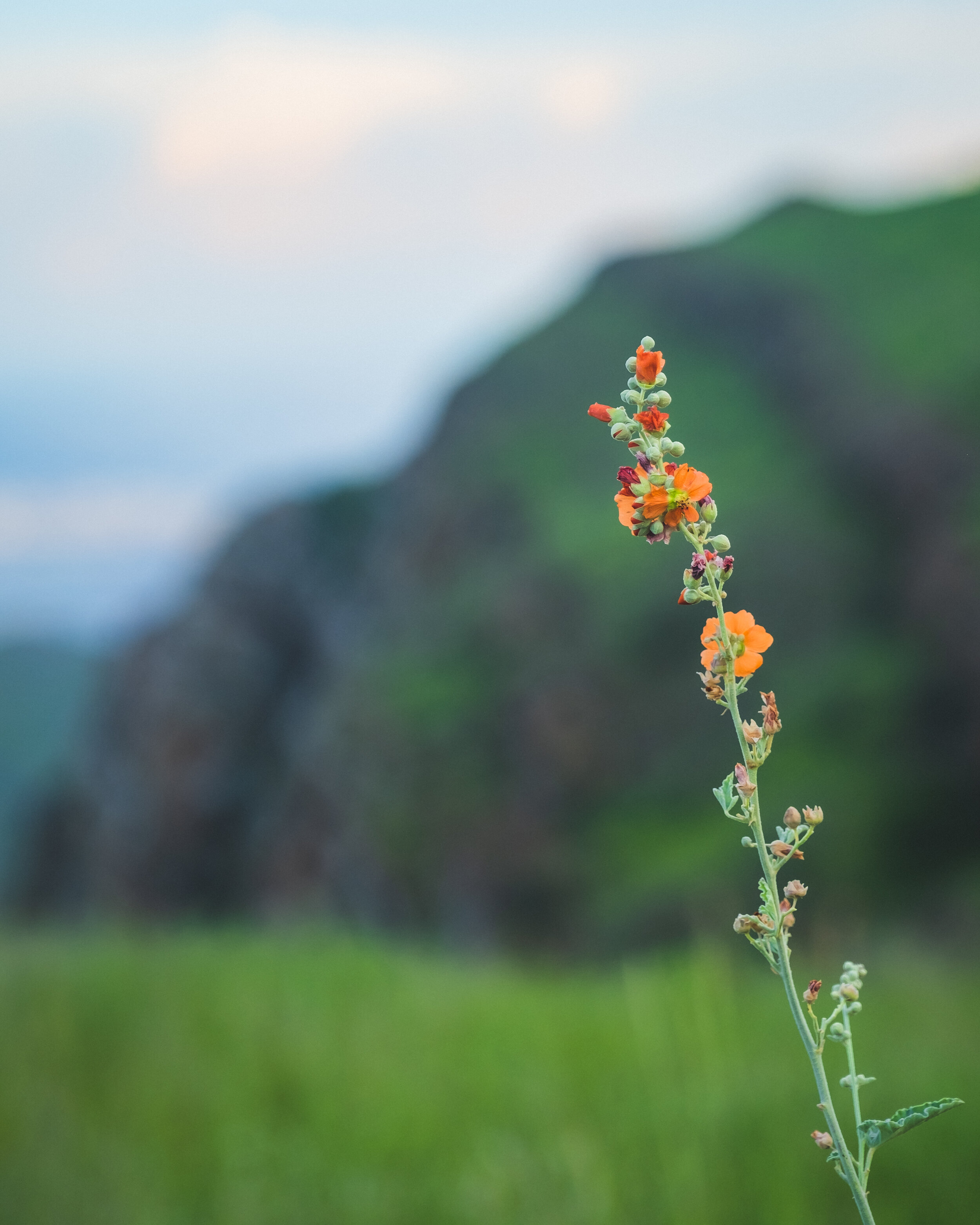 DSCF6727-Edit.jpg
