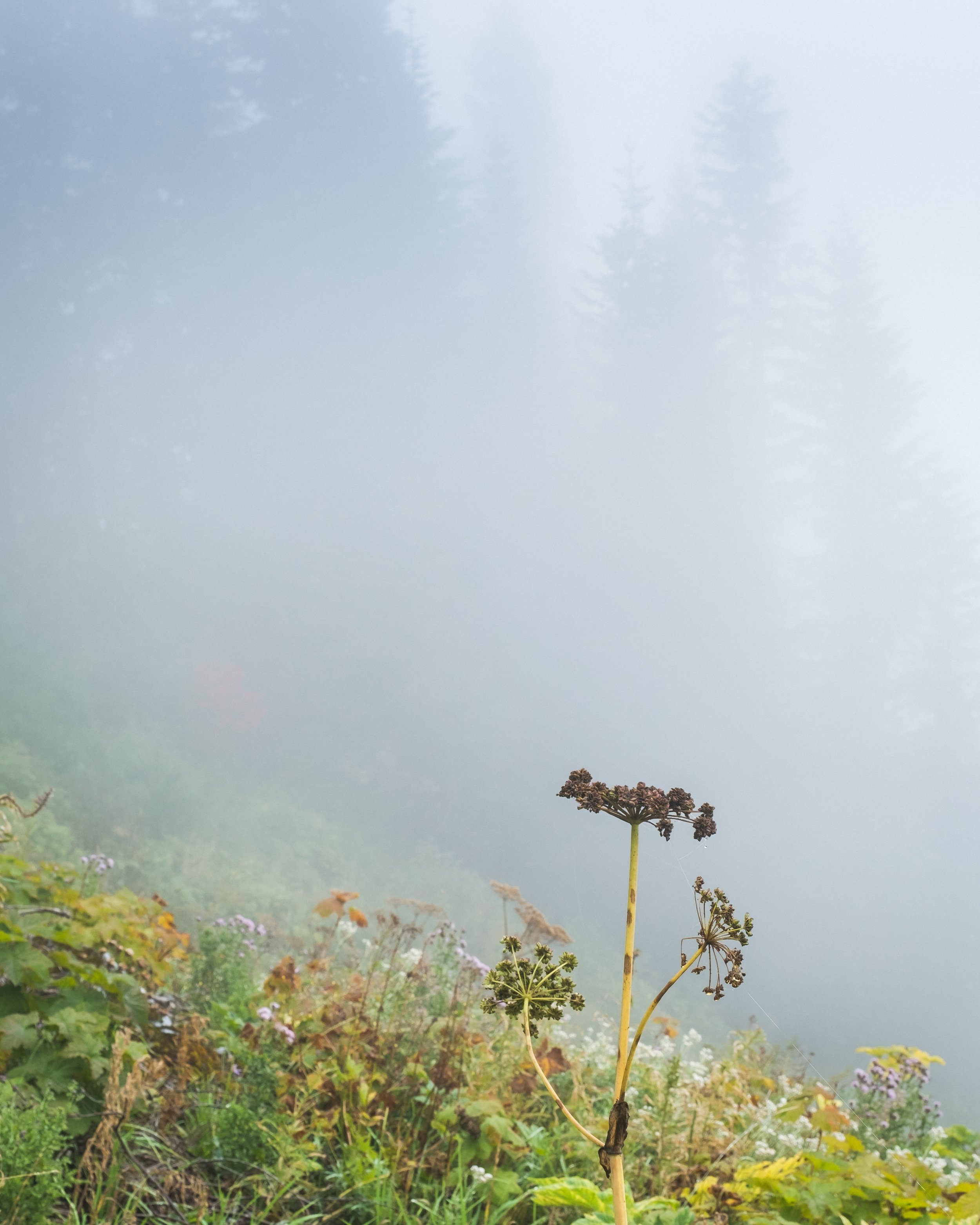 DSCF7797.jpg