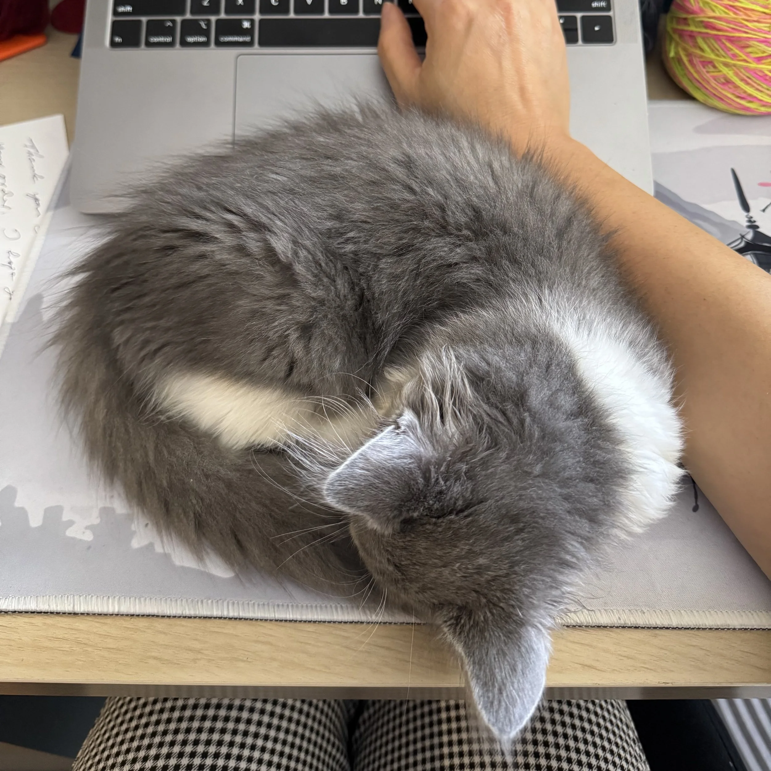 a grey kitten curled up on a desk in front of a laptop while a person is working.