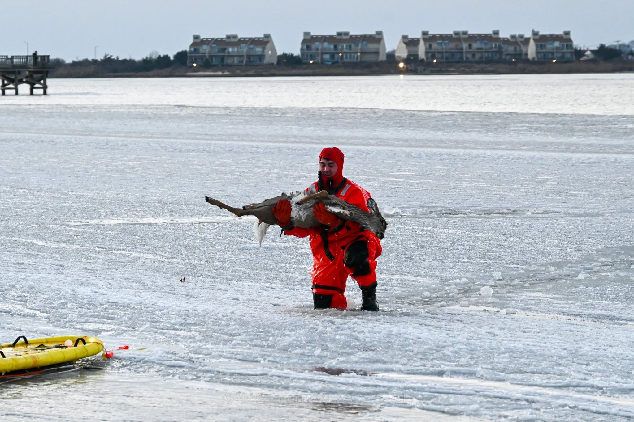 Deer Trapped In Frozen Waters Rescued By Suffolk County First Responders