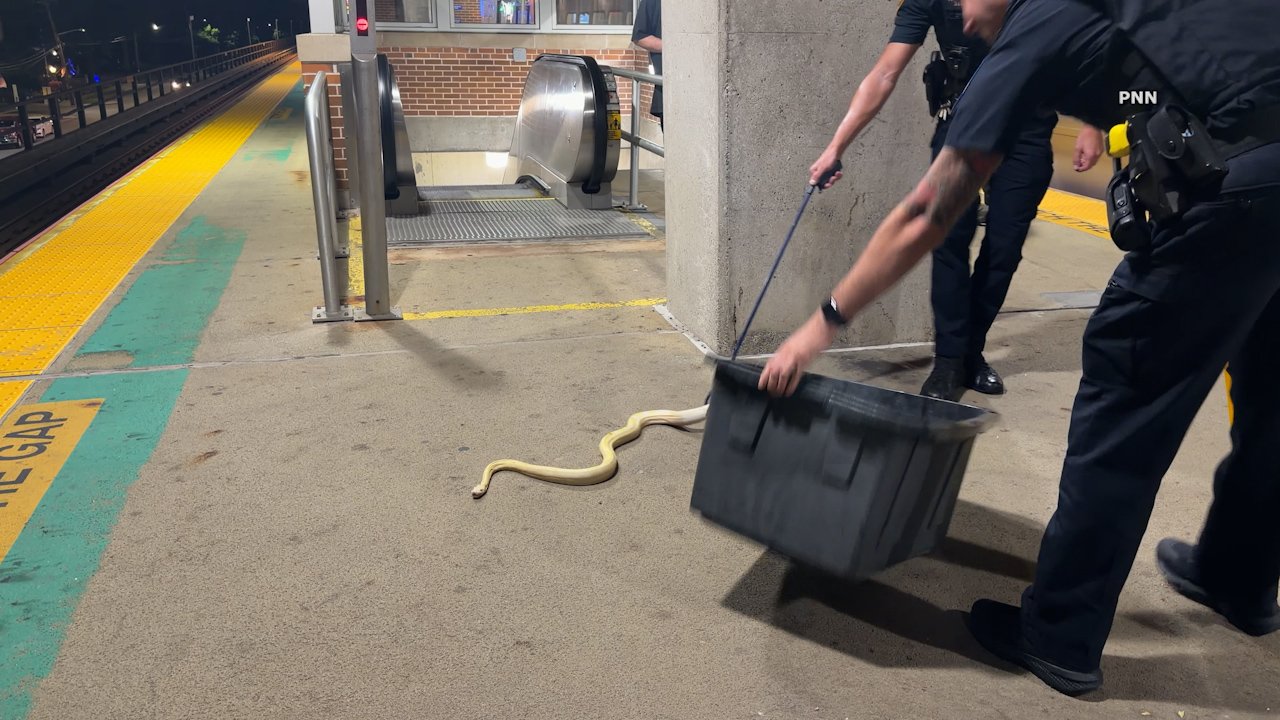 Police Rescue Large Snake Found on Massapequa Park LIRR Platform