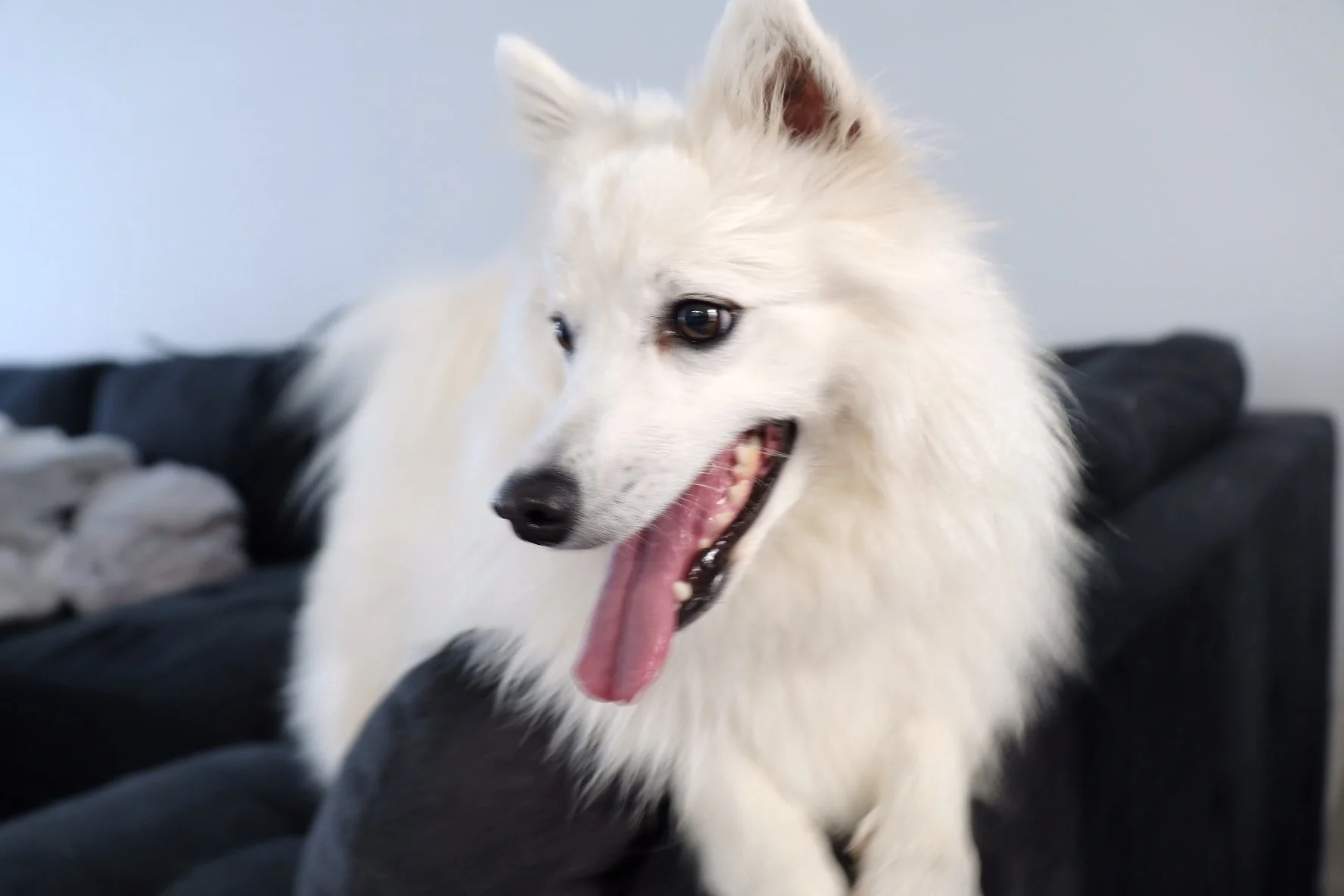 booster the dog