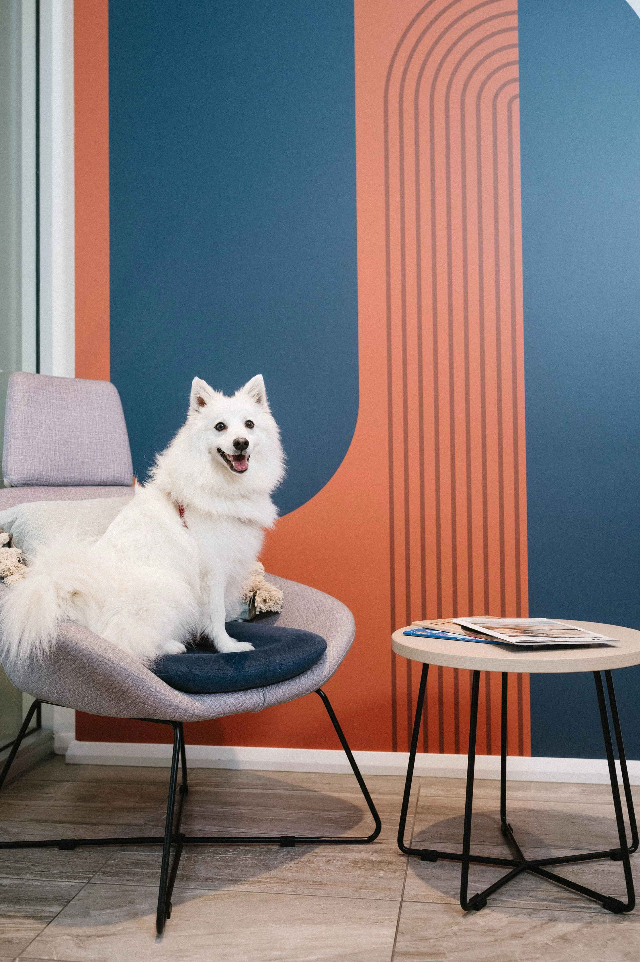 pet friendly accommodation adelaide