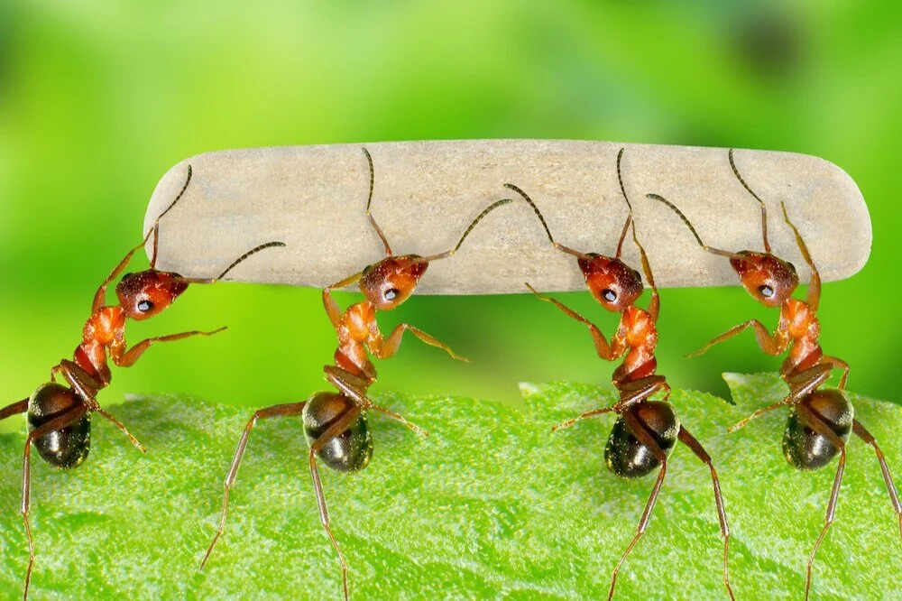 If Paramedics Had The Ego of Ants