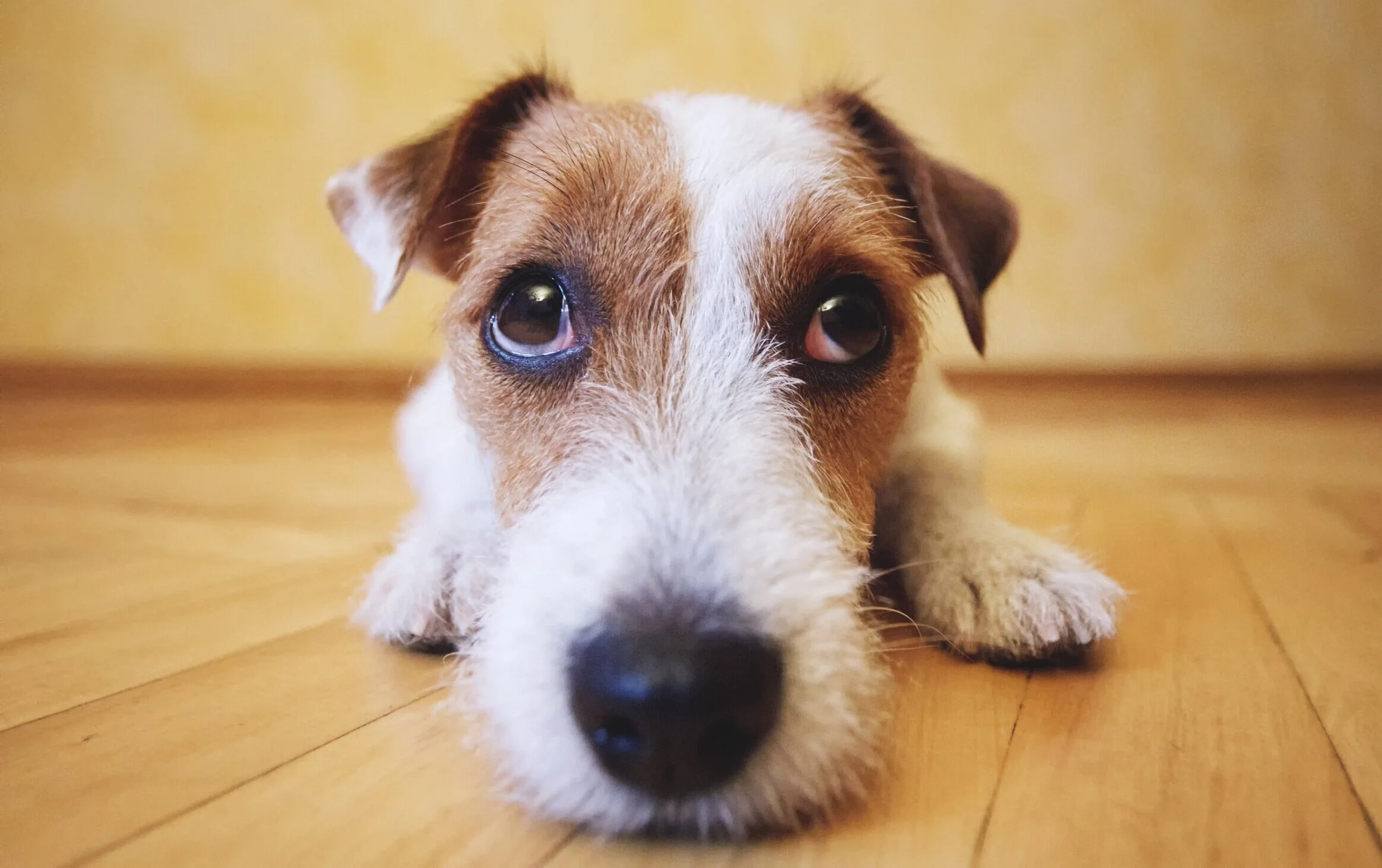 No matter how much we love dogs, entering their territory to touch their loved ones is always going to be risky.