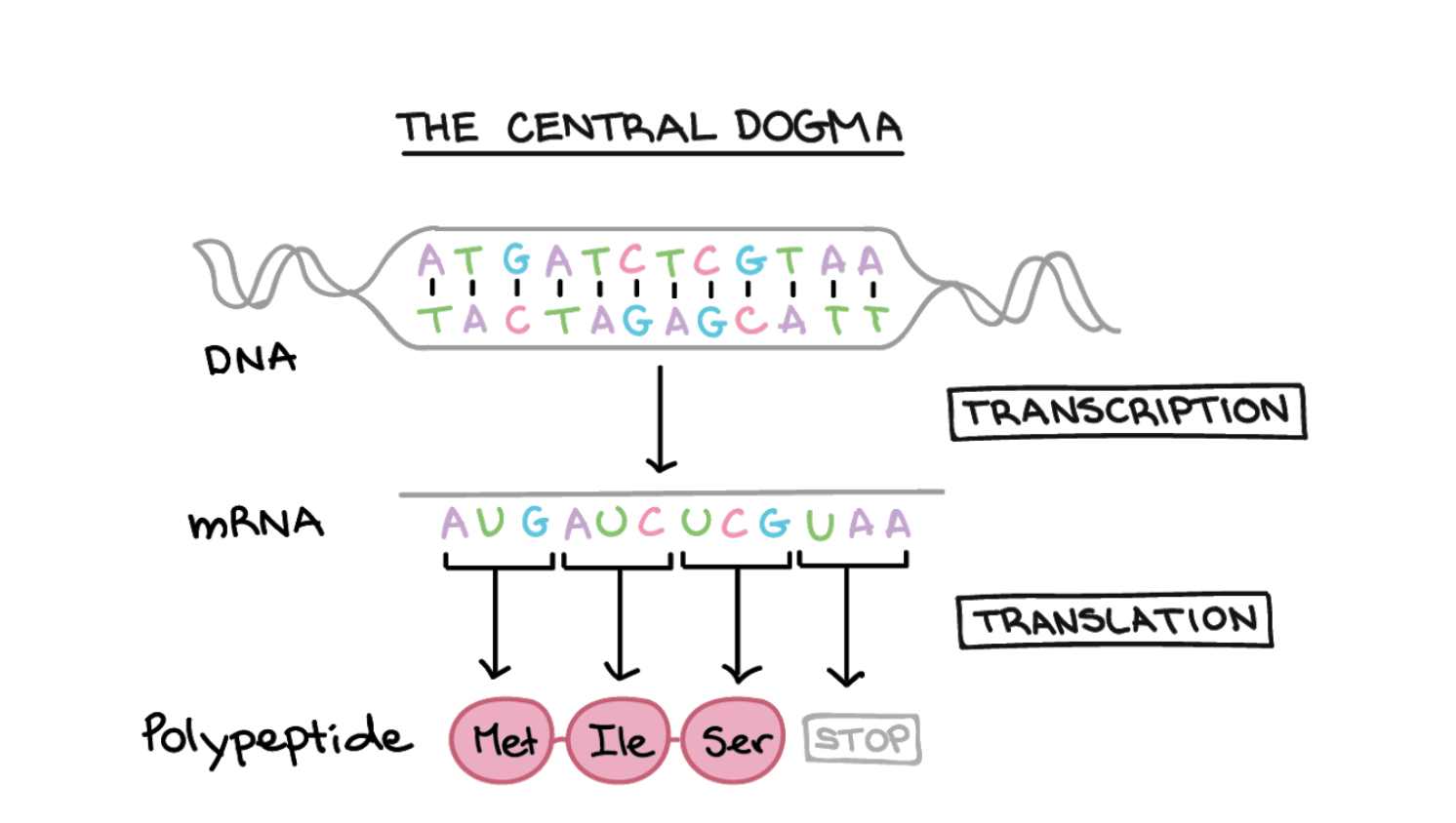 DNA Transcription and translation. Translation MRNA. DNA RNA Protein. DNA to MRNA translation. Dna перевод