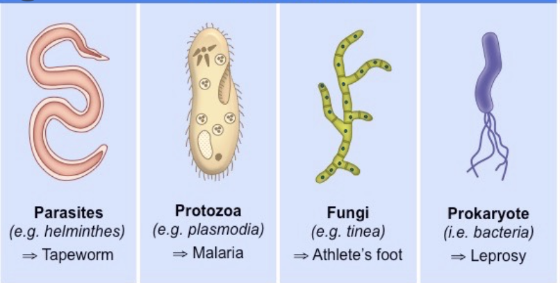 Pathogenic Bug Examples CuriouSTEM - Pathogenicity and Virulence