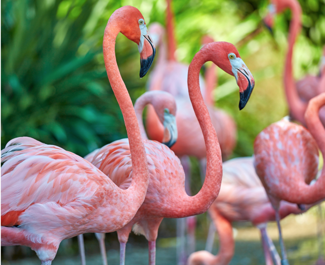 Pink Flamingos Birds