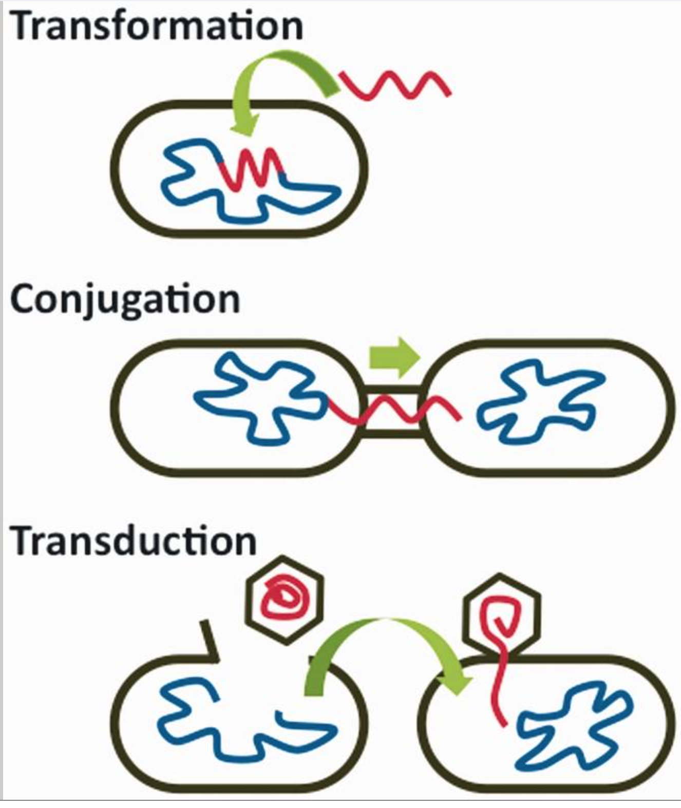 Role Of Horizontal Gene Transfer In Cancer Progression – XMTX