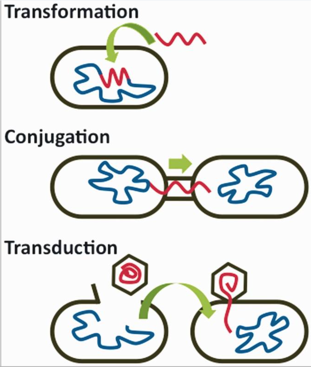 Curioustem Horizontal Gene Transfer