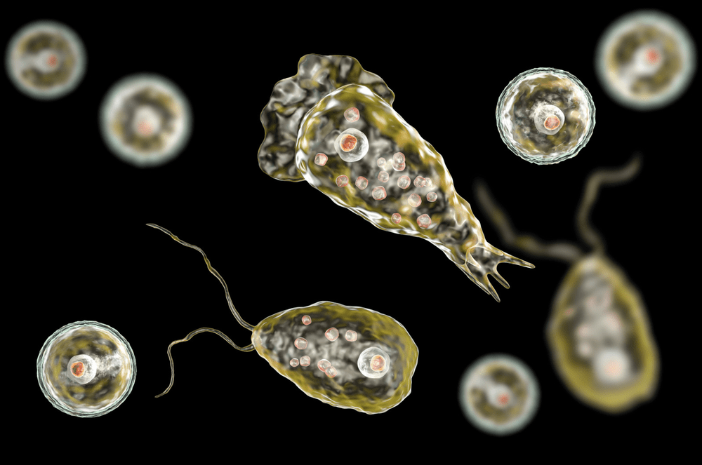 CuriouSTEM - Brain-Eating Amoeba