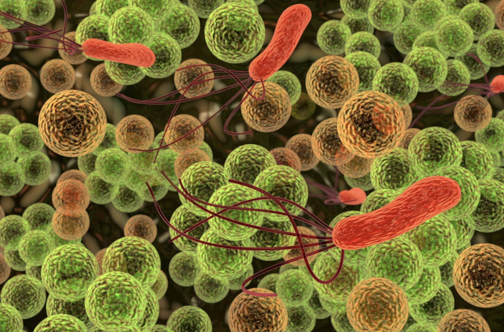 Инфекционные заболевания человека животных и растений. Бактерии. Микроорганизмы. Болезнетворные микробы. Споровые бактерии.