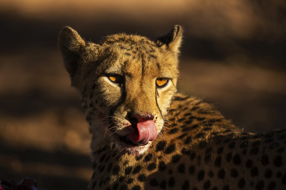 Cheetah Portrait (c)Bernd Wasiolka.jpg