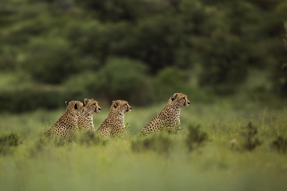 Cheetah Group (c)Bernd Wasiolka.jpg