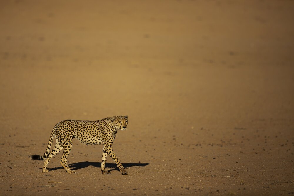 Cheetah 1 (c)Bernd Wasiolka.jpg