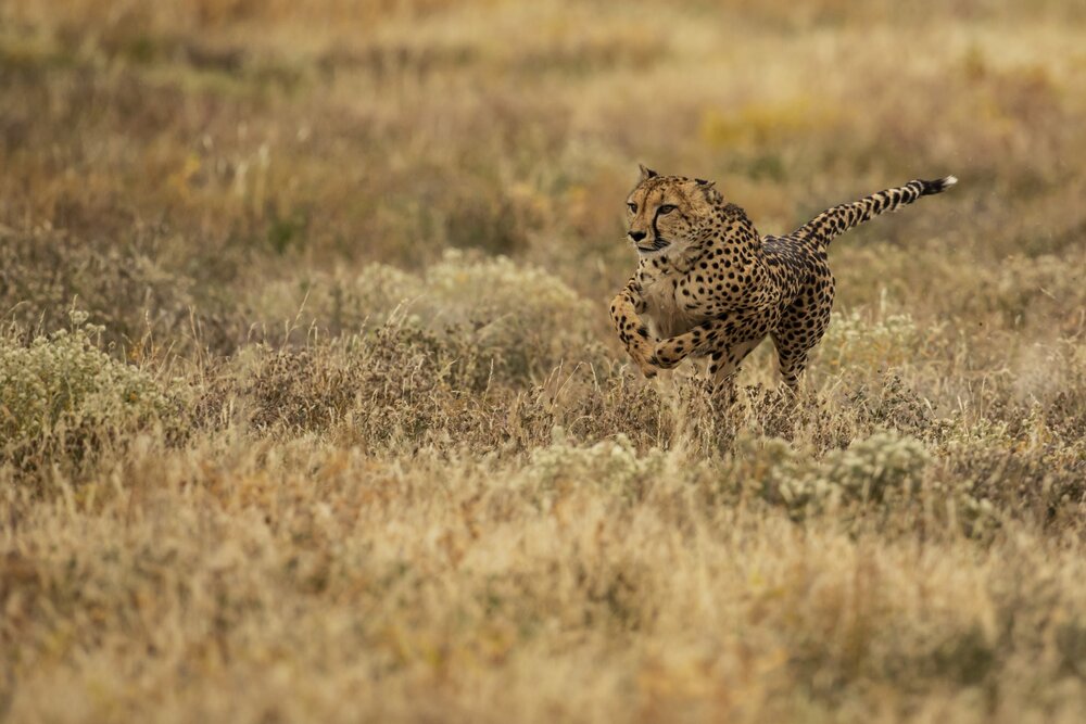 Cheetah 2 (c)Bernd Wasiolka.jpg