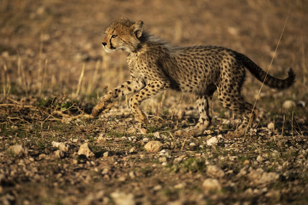 Cheetah cub (c)Bernd Wasiolka.jpg