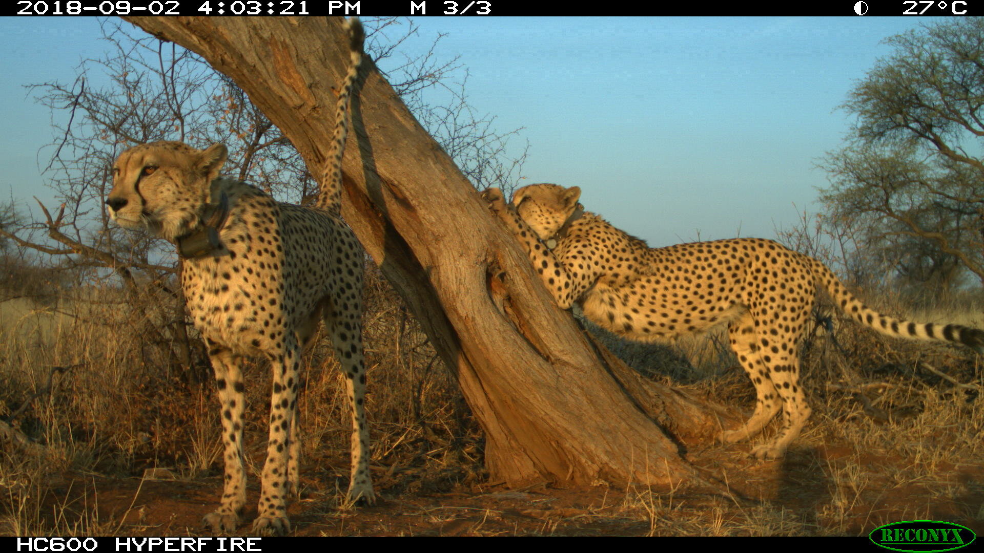 Coalition of territorial males at a marking tree