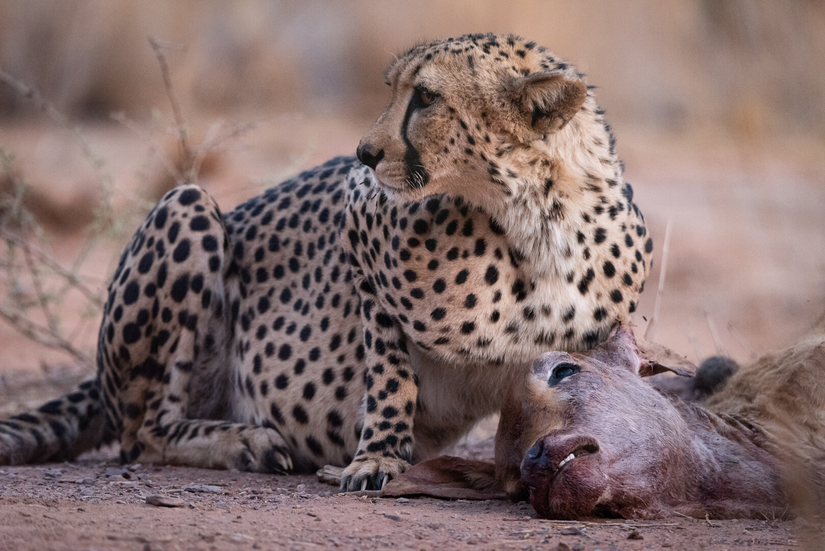 Cheetah preying on cattle calf - source of the conflict