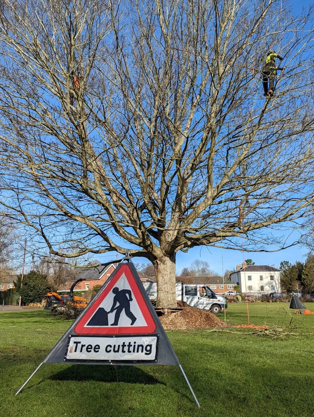 How much does tree surgery cost? — HRG Tree Surgeons
