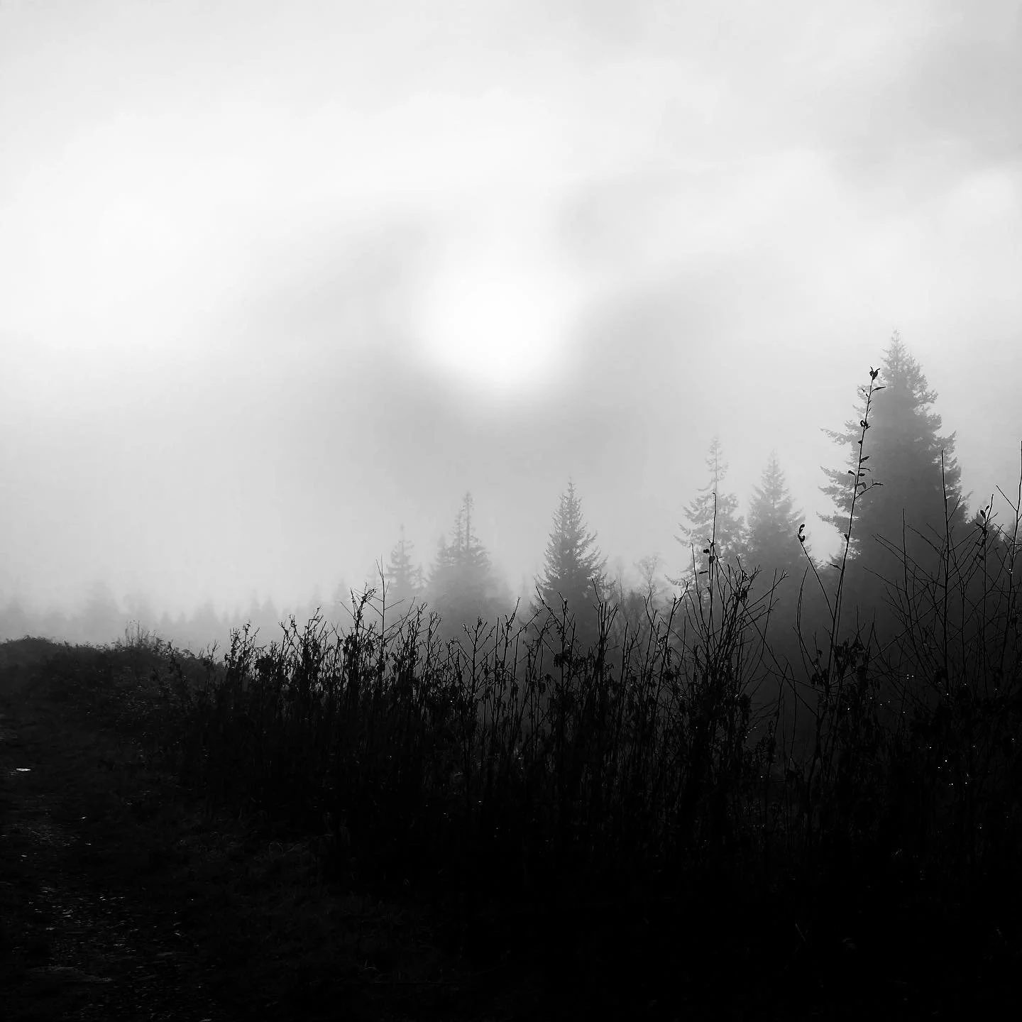 Misty morning contrasts. #naturaldiffusion