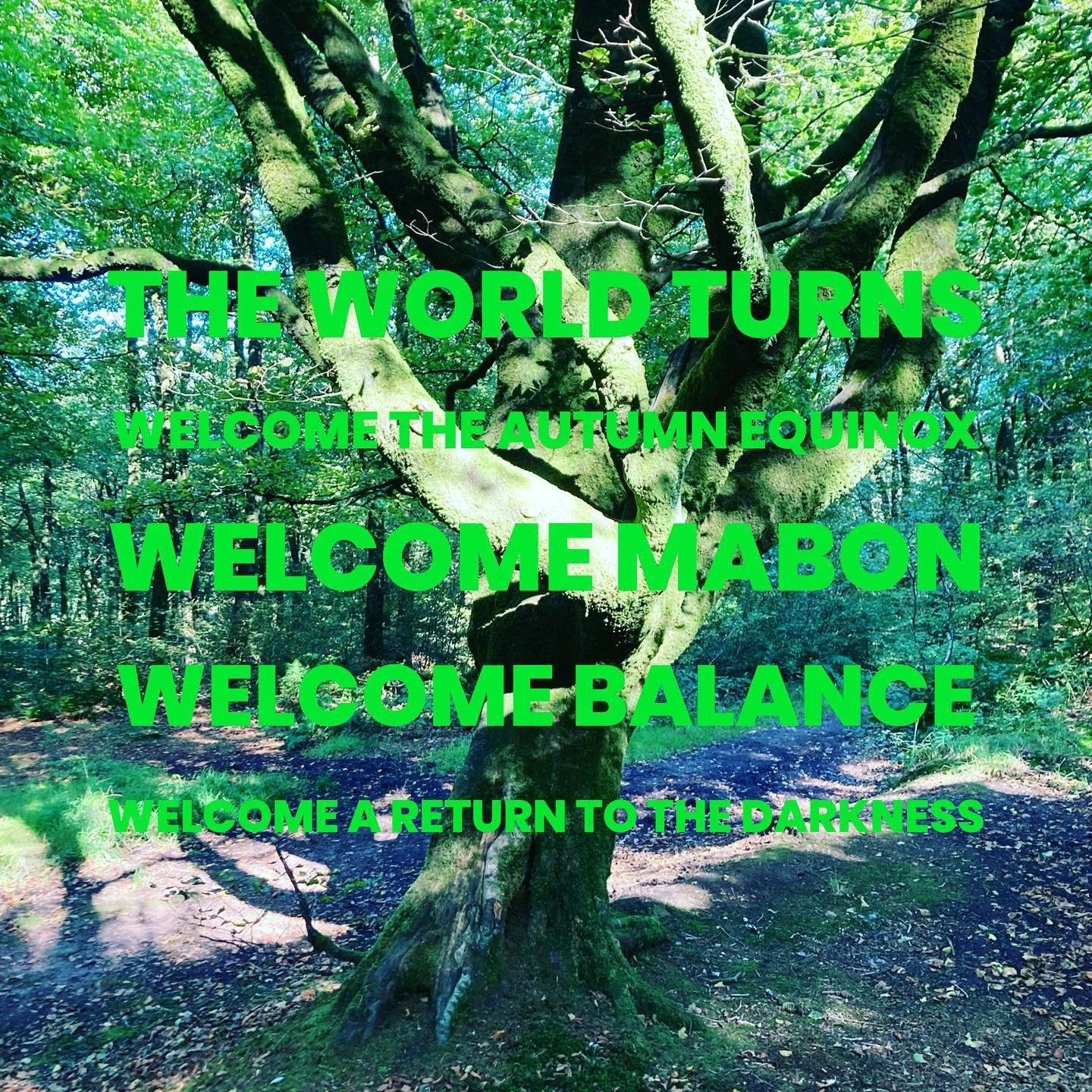This is a very special week. The full moon early on Tuesday morning marks the start of Mabon, the autumn equinox. That point of balance with equal light and dark.  It is a time of gratitude. A time of celebration. Rejoice in the things that have been