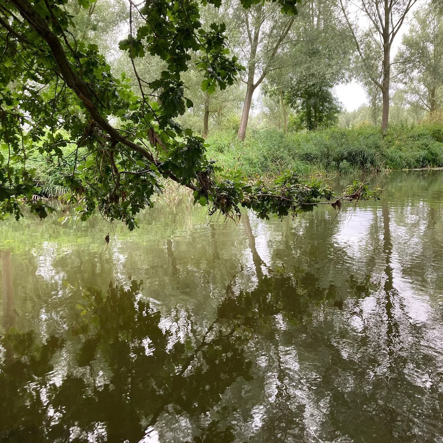 The river is empty of kayaks and paddle boards again. Our resident kingfisher can fish in peace.