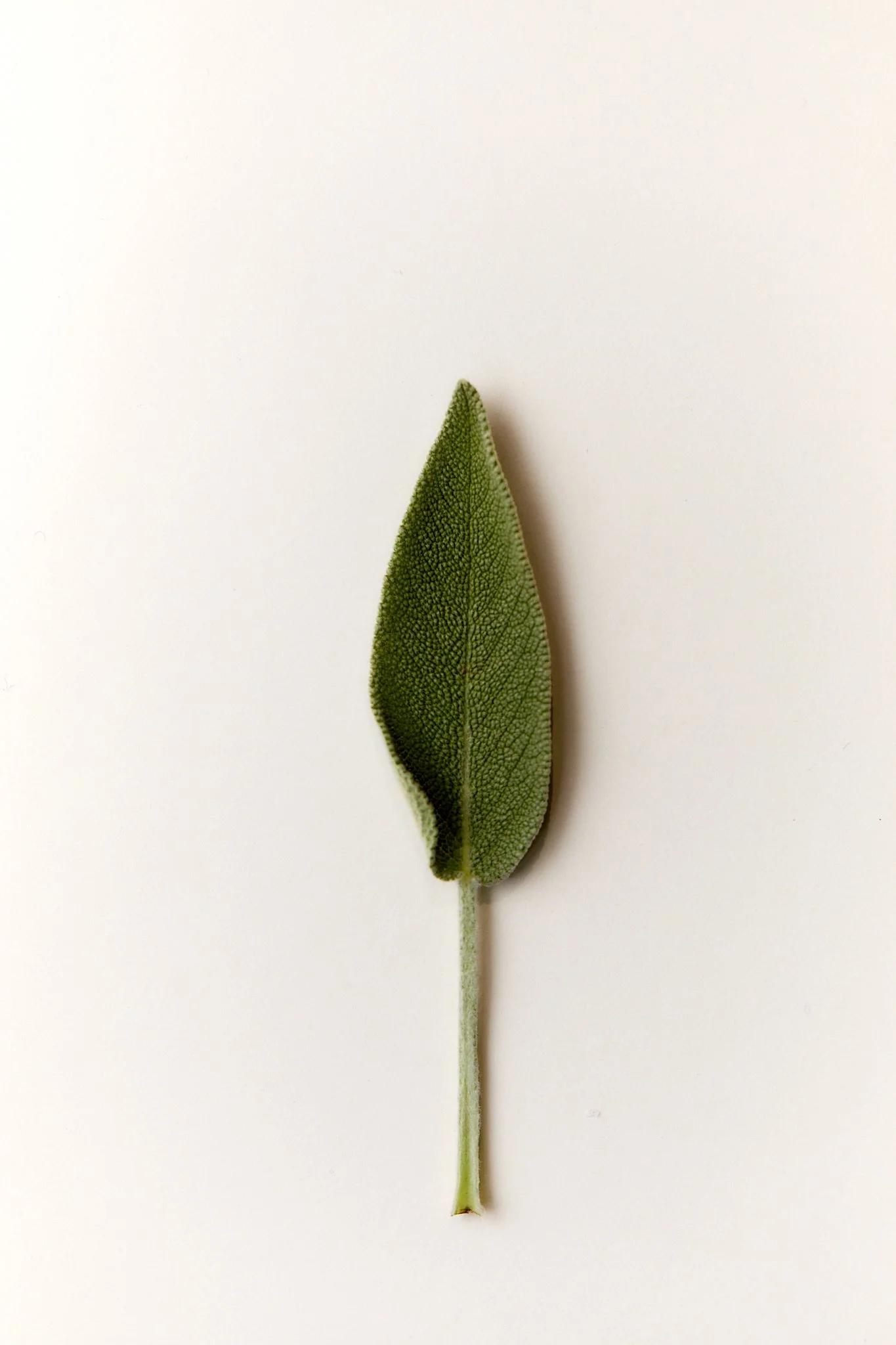 Bramley Editions_0619.jpg