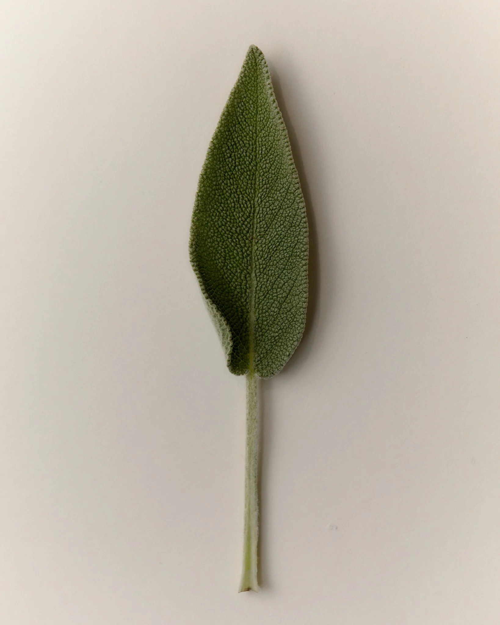 Bramley Editions_0615.jpg