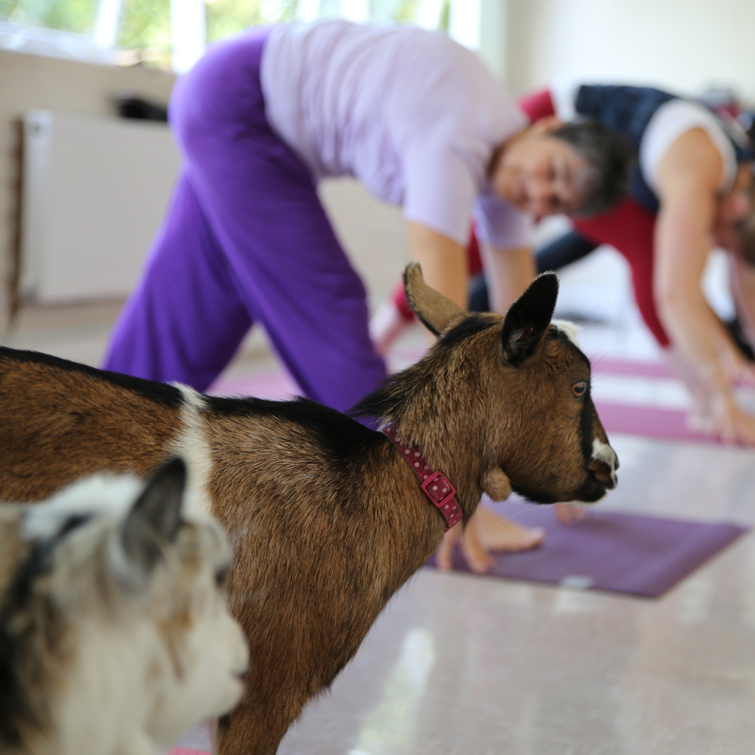 Goat Yoga