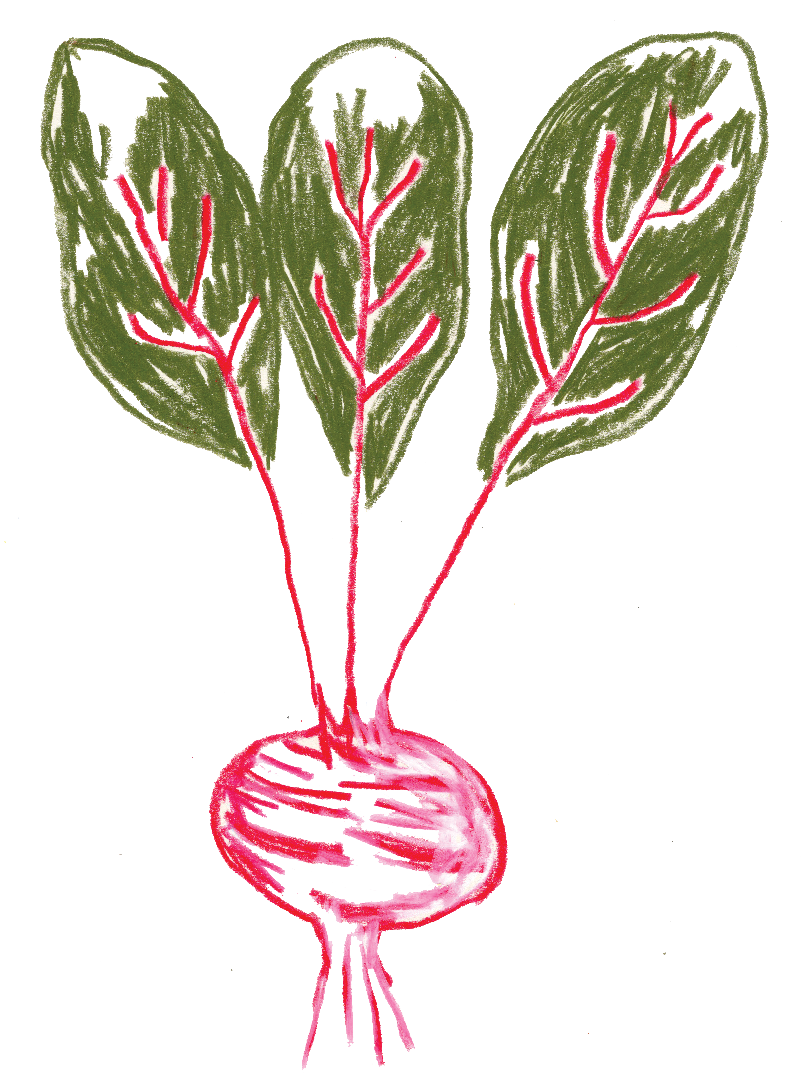 Beetroot-steps_0001_0000_Layer-3.png