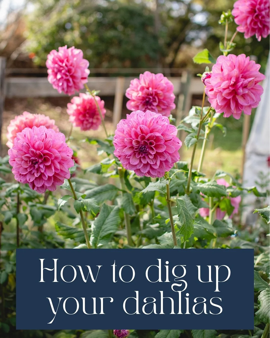 How to Dig Up and Store your Dahlias
At the end of the season allow your dahlias to die back over a few weeks. You can help by cutting back the dahlias by a third every couple of weeks. This allows time for the plants energy to go back into the tuber
