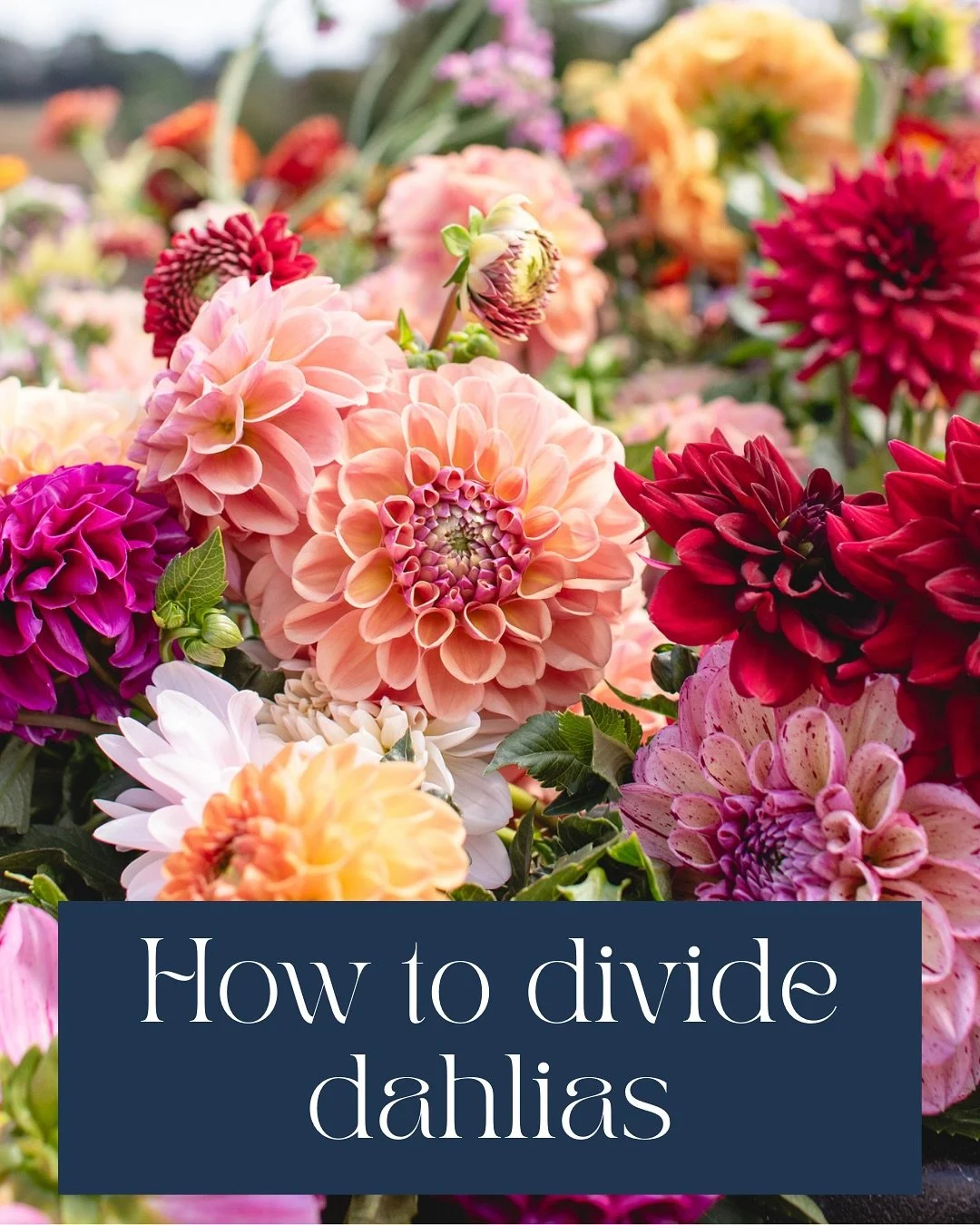 How to Divide Dahlias 
We are currently in the process of dividing our dahlias at the farm. This is something you can do as soon as you lift them, right up until you plant them. However it is easiest to divide in Spring when you can see the eyes spro