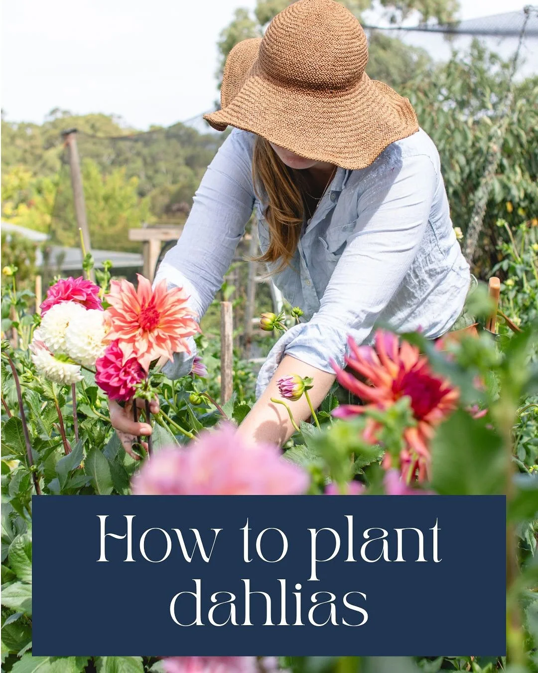 How to Plant Dahlias 
☀️Choose a sunny location as dahlias love the sun!

🌸 Spring is the best time to start preparing your beds, consider adding compost or manure (chicken / cow / sheep) to your soil allowing 6-8 weeks for the manure to breakdown. 