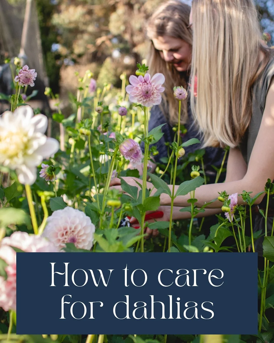 How to Care for Dahlias 
Don&rsquo;t worry dahlias are fairly easy plants to look after!

💦Water at least twice a week, more if the conditions are hot and windy.
🤤Fertilise during the season with a flower fertiliser or aged manure. 
💨Make sure you