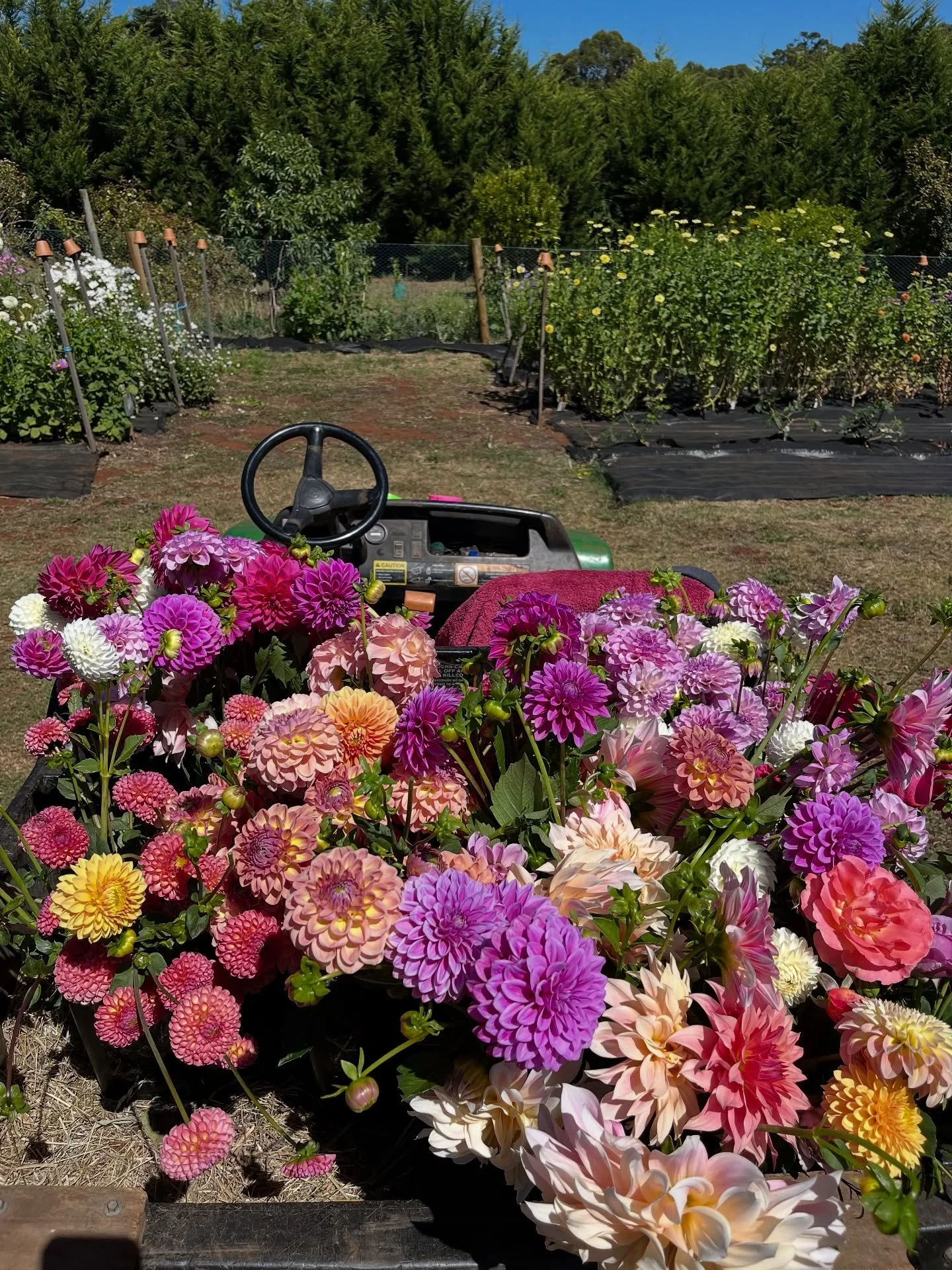 Our dahlia tuber shop closes tomorrow night! It&rsquo;s your last chance to get your hands on some of our beautiful dahlias and get them in the ground so that you can also have some stunning blooms in February, March and hopefully April next year! 
T