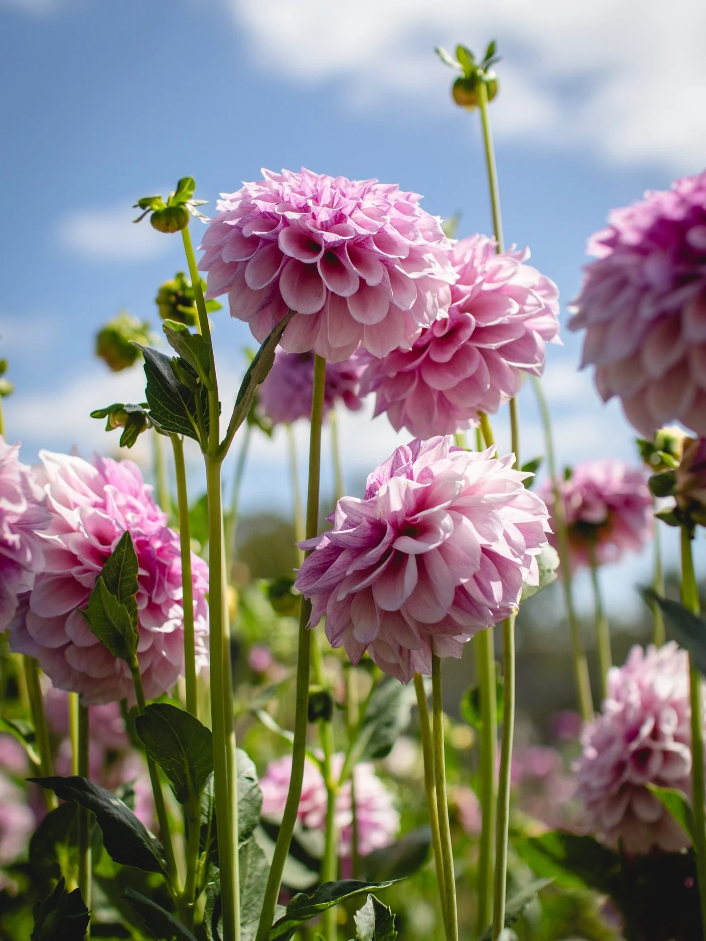 📸 Snaps from the patch!
We are really enjoying sharing the flower patch with you all, from pick your own flowers, workshops, seasonal buckets and picnics the flowers are bringing so much joy! 

1. Jeff Bloom Dahlia (one of our favourites on the farm