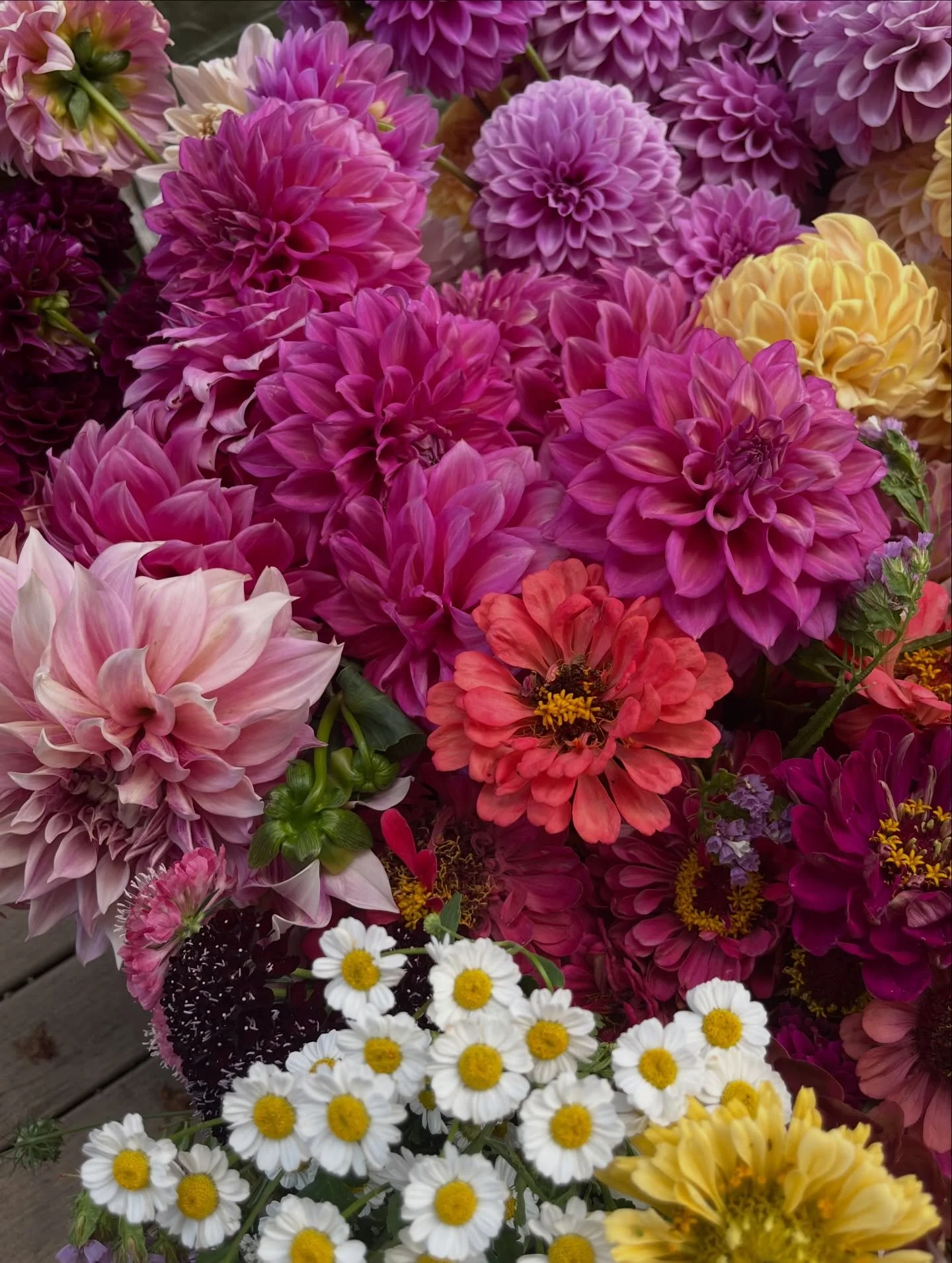 We are officially in bloom! 🌸🌼🌸

It was a beautiful sight walking up to the patch today and seeing it full of colour! It was also a bit of a relief to see that the flowers survived another 40+ degree day. Hopefully we don&rsquo;t have any more of 