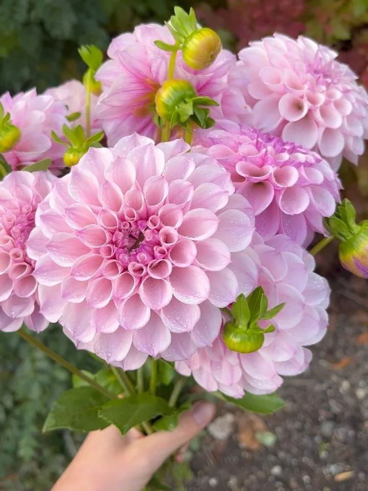 WE LOVE JEFF 💜 and it seems you do too! Jeff Bloom was our best selling dahlia tuber last season and is once again proving to be the most popular this season! 
The striking, pale mauve blooms with a purple watercolor pattern underneath the petals, f
