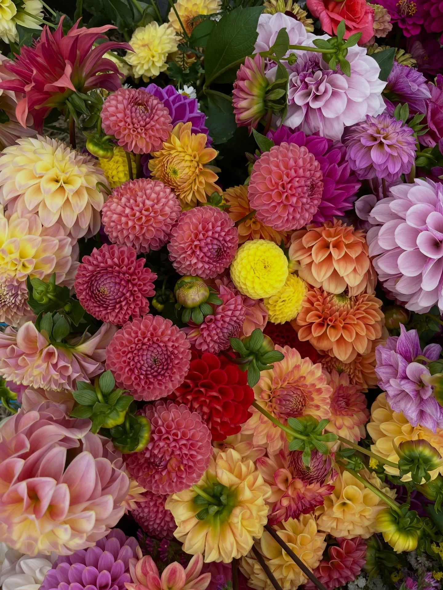 I accidentally forgot to post for a month 😂 So here&rsquo;s some photos from March!!
March was beautiful in more ways than one. The dahlias in the patch shot up and produced so many blooms, we had lots of visitors including family and friends, we ra