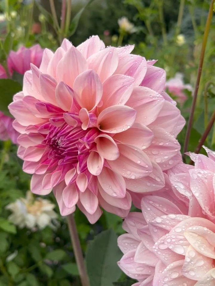 It&rsquo;s so hard to choose favourites when it comes to the dahlias but every season we find we are drawn to a particular one!
This season I have been enjoying a new addition to the patch, Florelie Antique bred by @florelieseasonalflowers (pics 1-4)