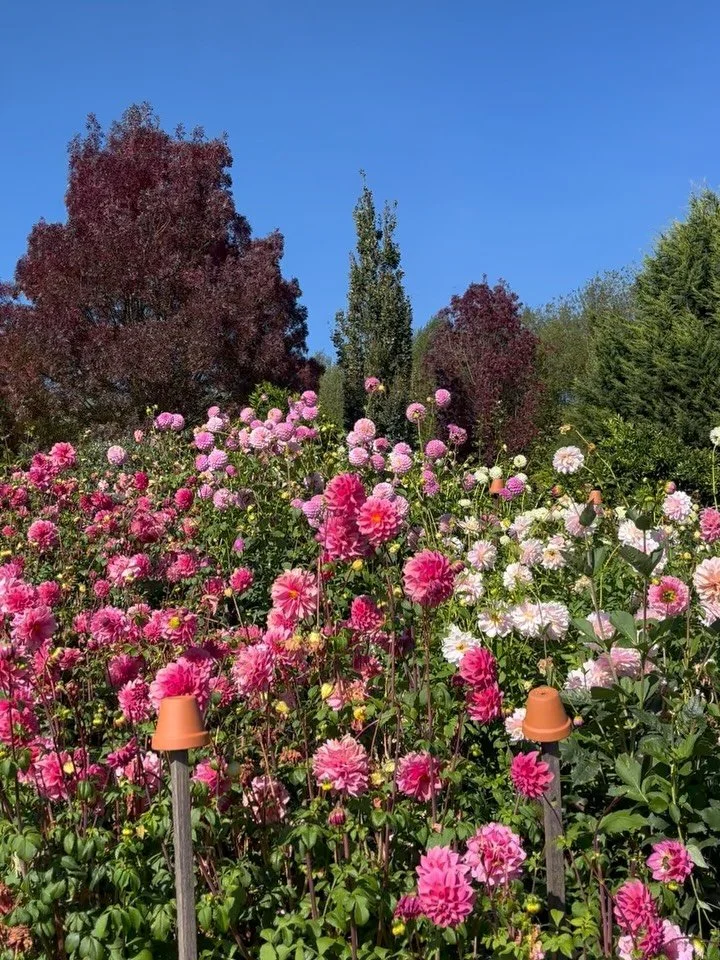 The last month - from a patch full of flowers to chopped back plants! You never know how long the season will last but we are thankful to have had flowers for so long this season! Now it&rsquo;s time for the flowers (and us!) to rest!

Next week we w