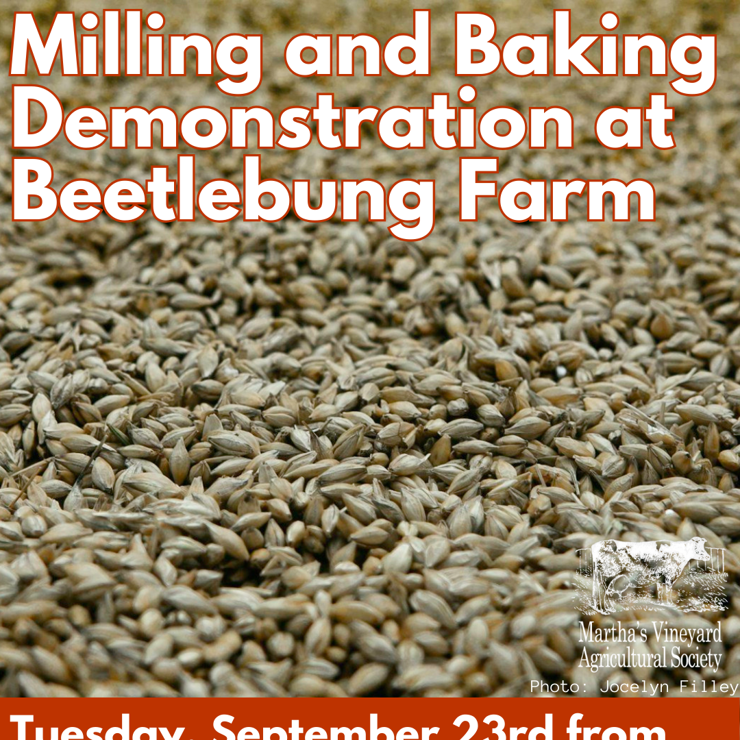 Milling and Baking Demonstration at Beetlebung Farm