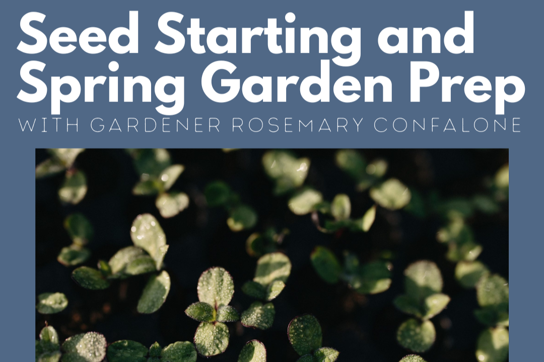 Seed Starting and Spring Garden Prep with Rosemary Confalone