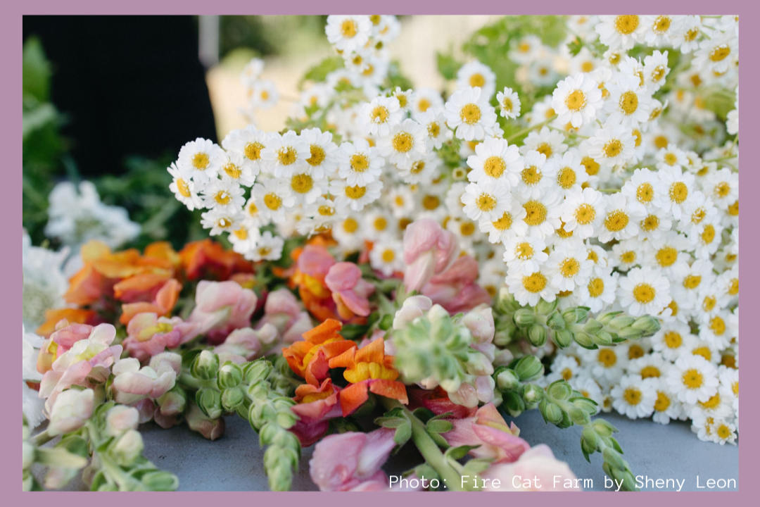 Farmer to Farmer: Island Flowers