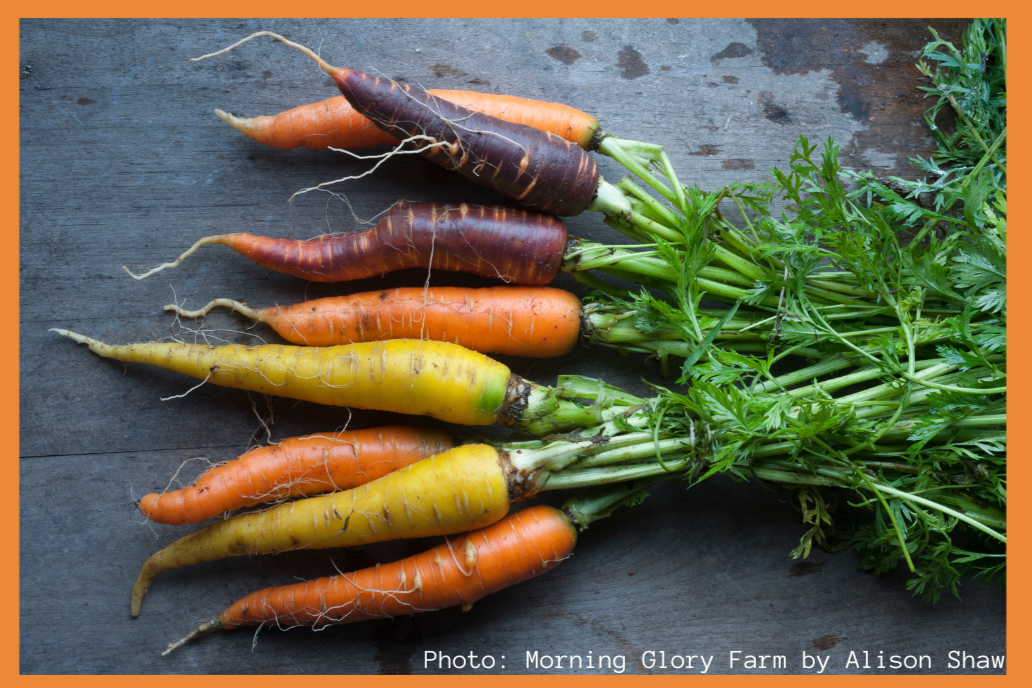 Farmer to Farmer: Market Channels and Season Extension